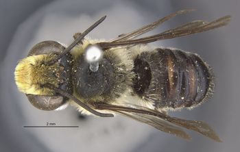 Media type: image;   Entomology 27431 Aspect: habitus dorsal view